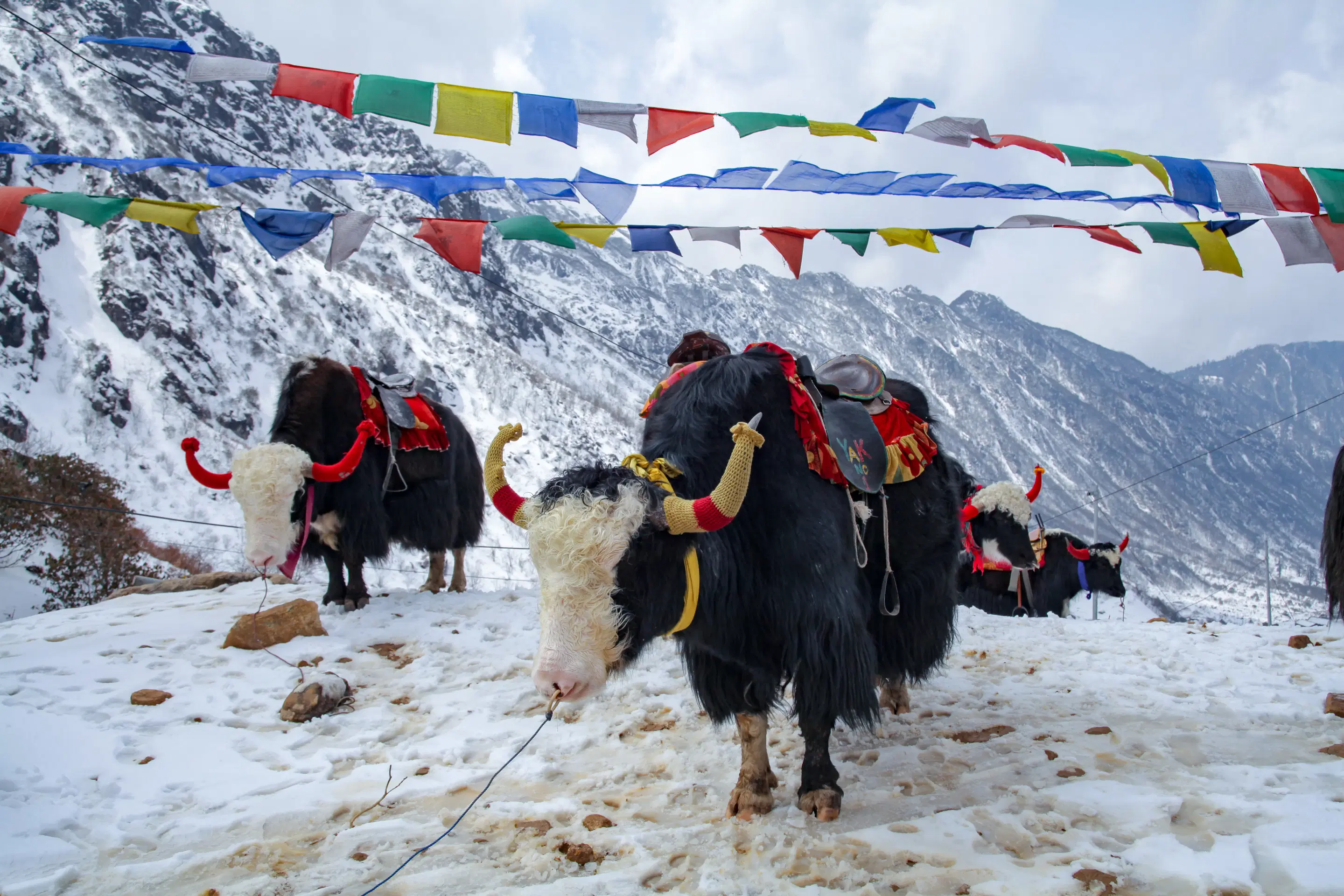 Nepal's Top Festivals: Plan Your Trek Around