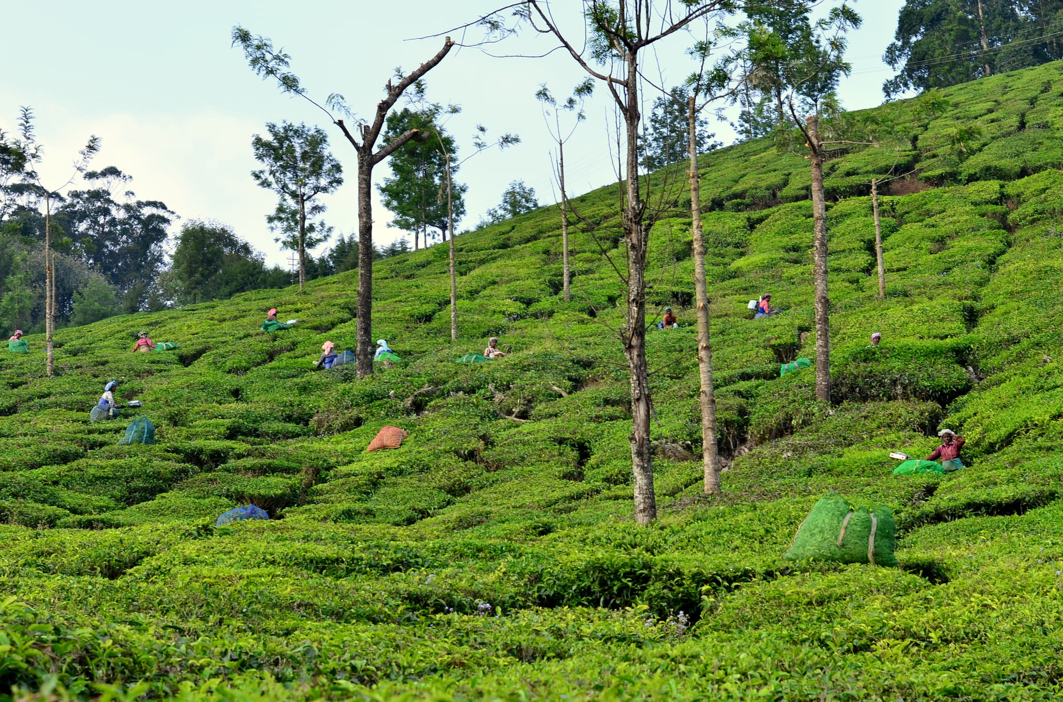 India